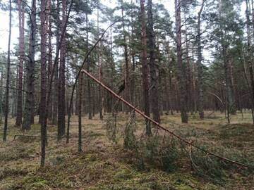 Nuostoliai: sunkaus sniego neišlaikė ne tik didelės pušų šakos, bet ir daugybė jaunų medelių.