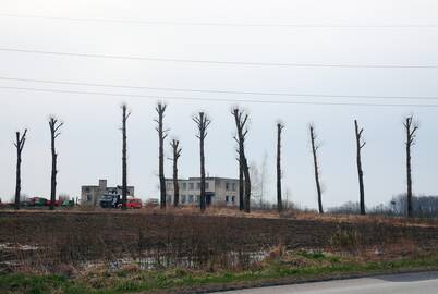 Netinkamu genėjimu sužaloti medžiai