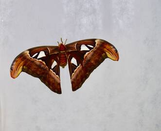 Attacus atlas