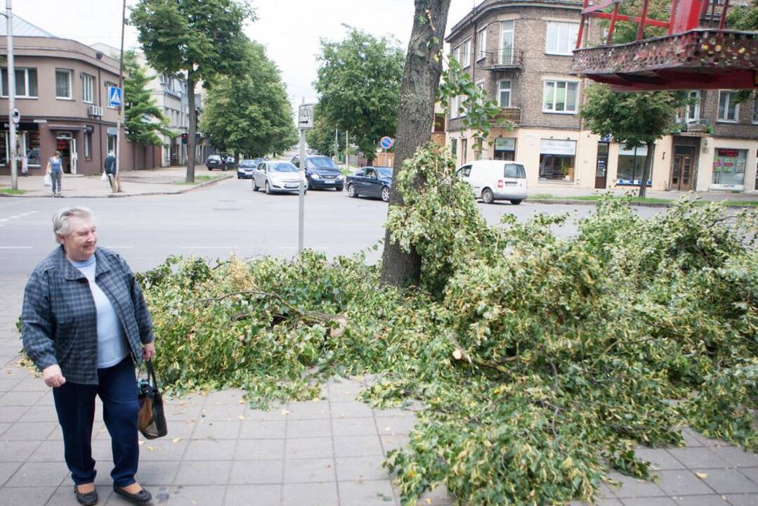 Iškirsti medžiai