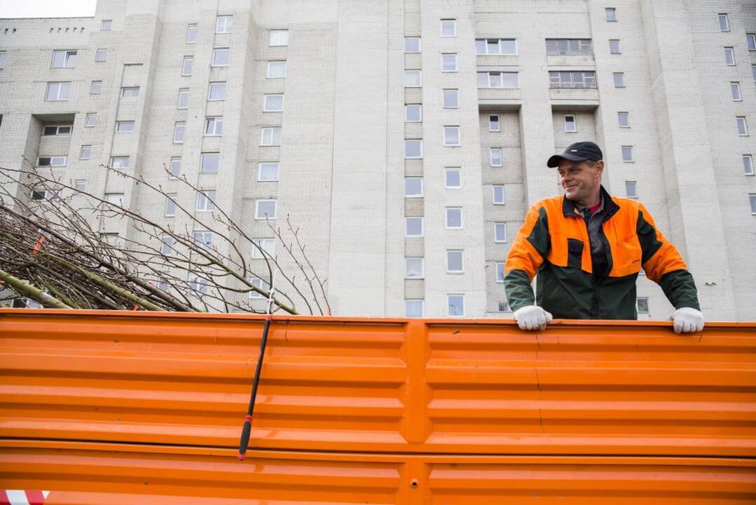 Liepų sodinimas