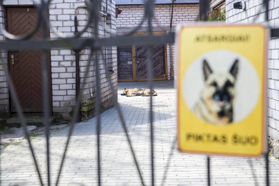 Pelėdų kalnas