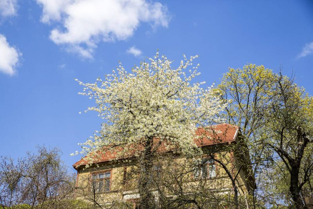Pelėdų kalnas