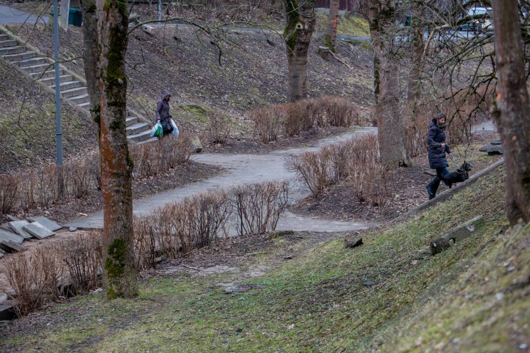 Piketas dėl Kauko laiptų medžių