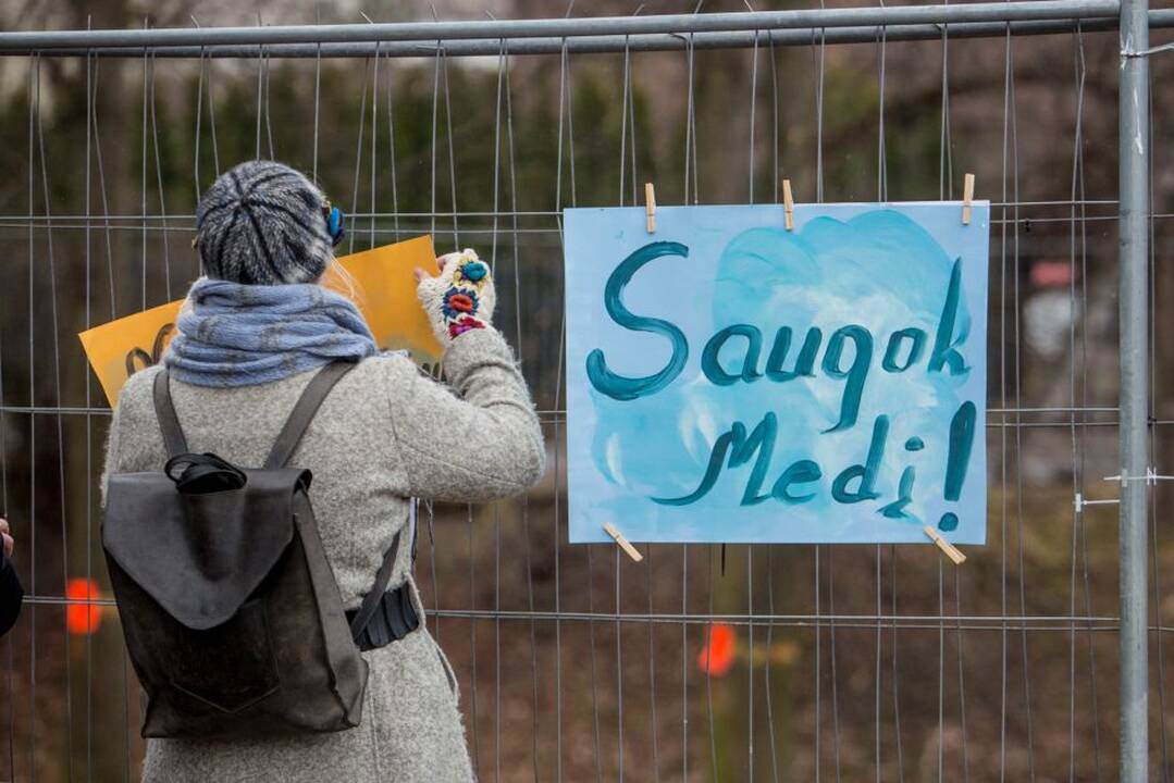 Piketas dėl Kauko laiptų medžių