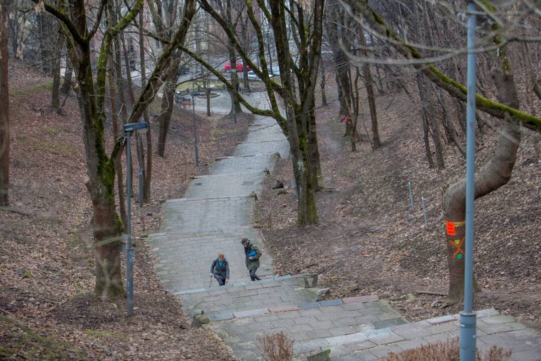 Piketas dėl Kauko laiptų medžių