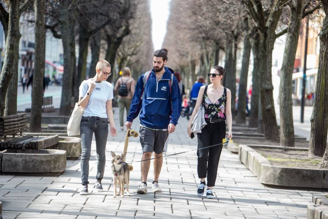 Kauniečiai džiaugiasi pavasario saule