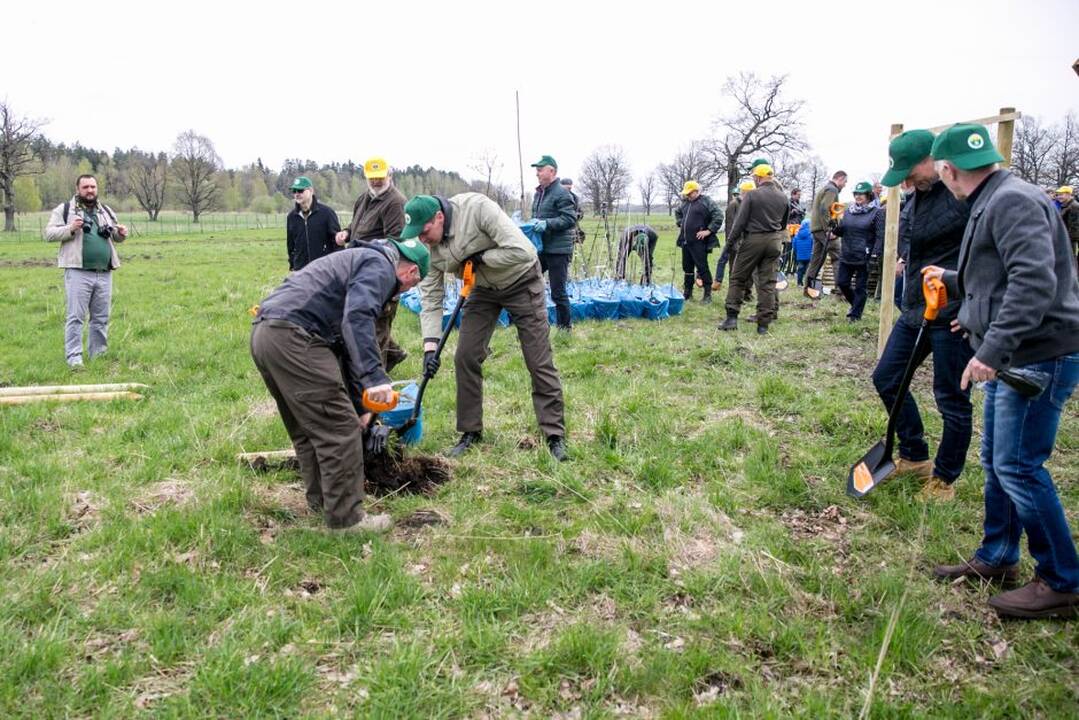 Ąžuolų klonų sodinimo akcija Rumšiškėse