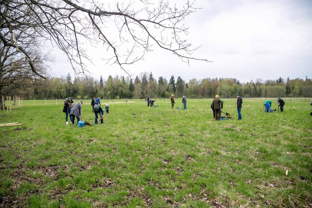 Ąžuolų klonų sodinimo akcija Rumšiškėse