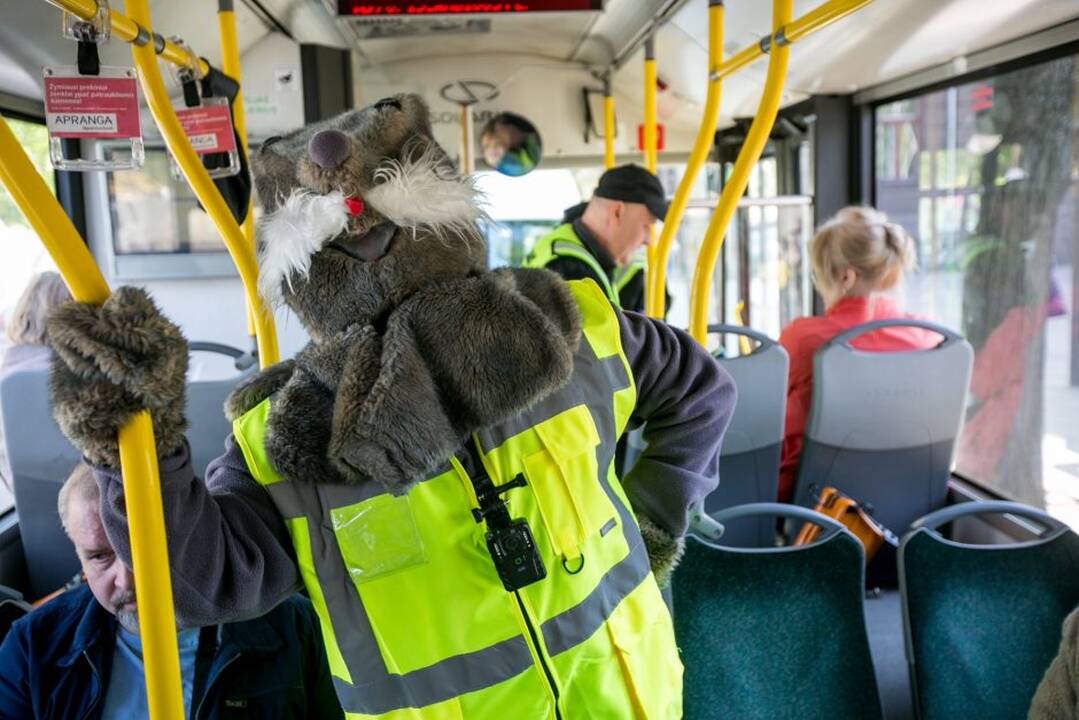Zuikių gaudymo akcija Kauno viešajame transporte