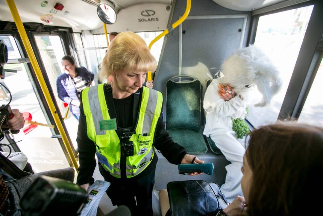 Zuikių gaudymo akcija Kauno viešajame transporte