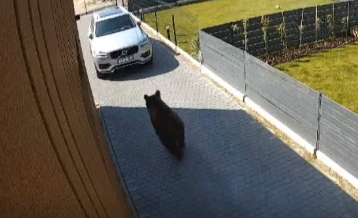 Meška pastebėta jau ir Vilniaus rajone