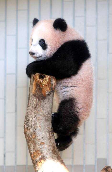 Japonijos zoologijos sode mažylė panda pirmą kartą debiutavo prieš kameras