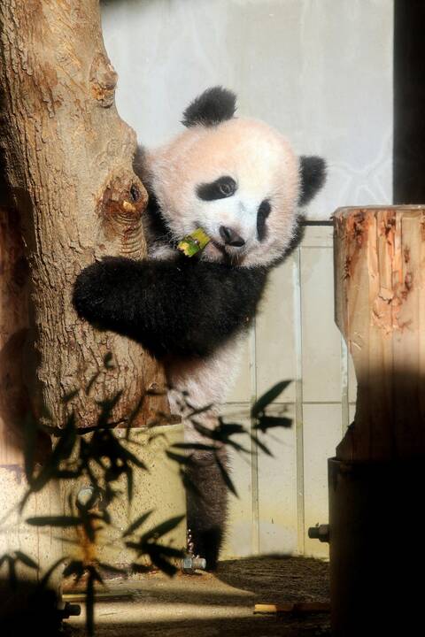 Japonijos zoologijos sode mažylė panda pirmą kartą debiutavo prieš kameras