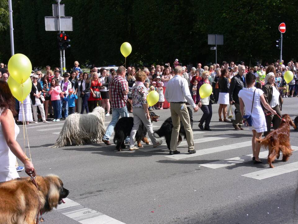 Ventspilio šventė – žiedų fiesta