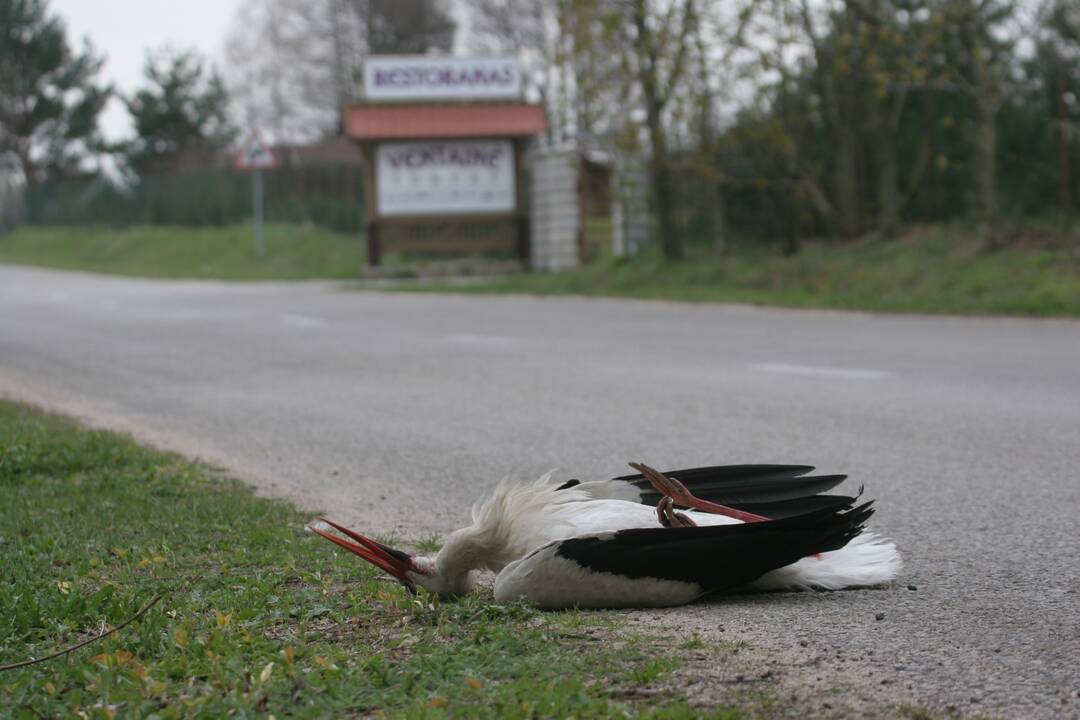 Keliuose padaugėjo žuvusių baltųjų gandrų