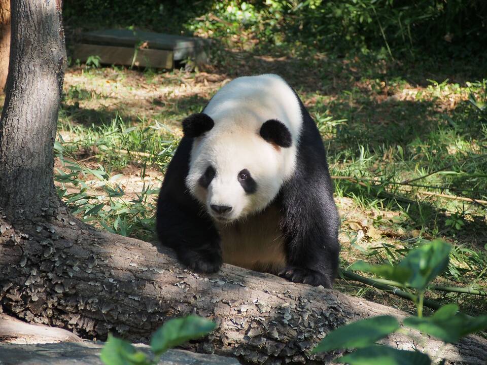 Edinburgo zoologijos sodo didžioji panda tikriausiai patyrė persileidimą