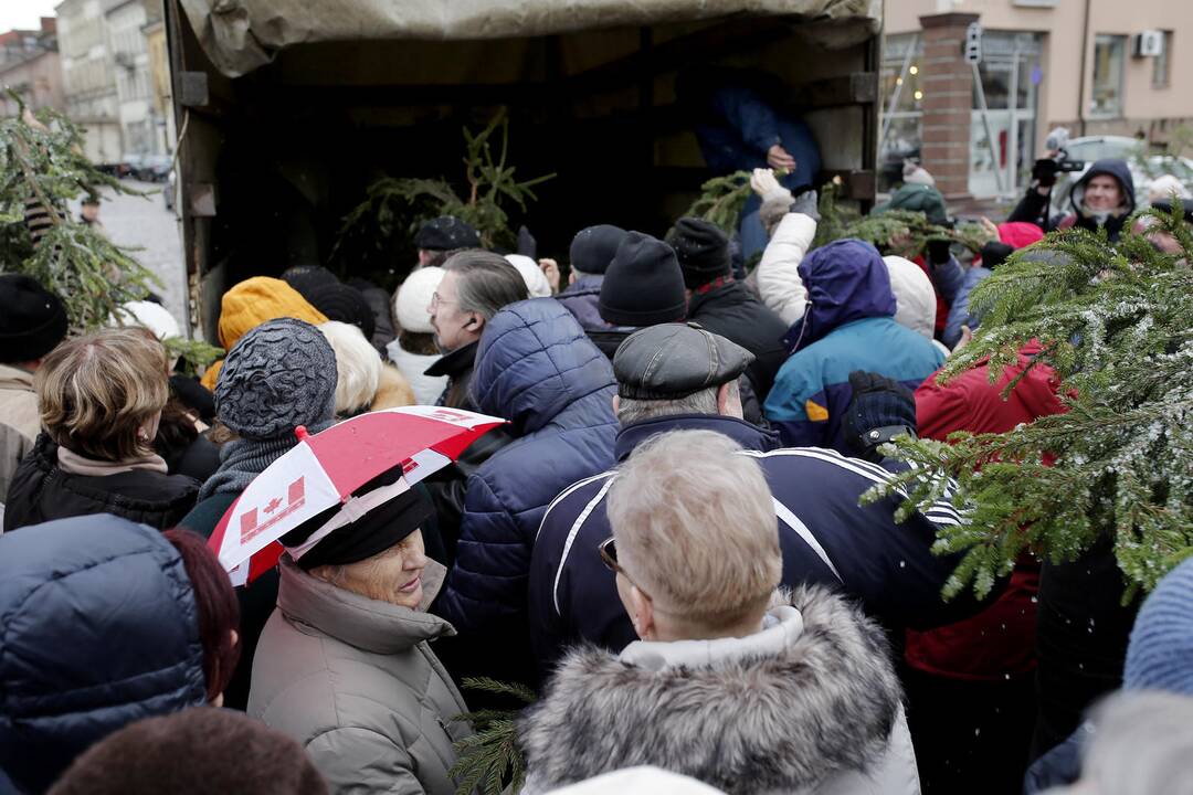 Teatro aikštėje dalinamos eglutės šakos