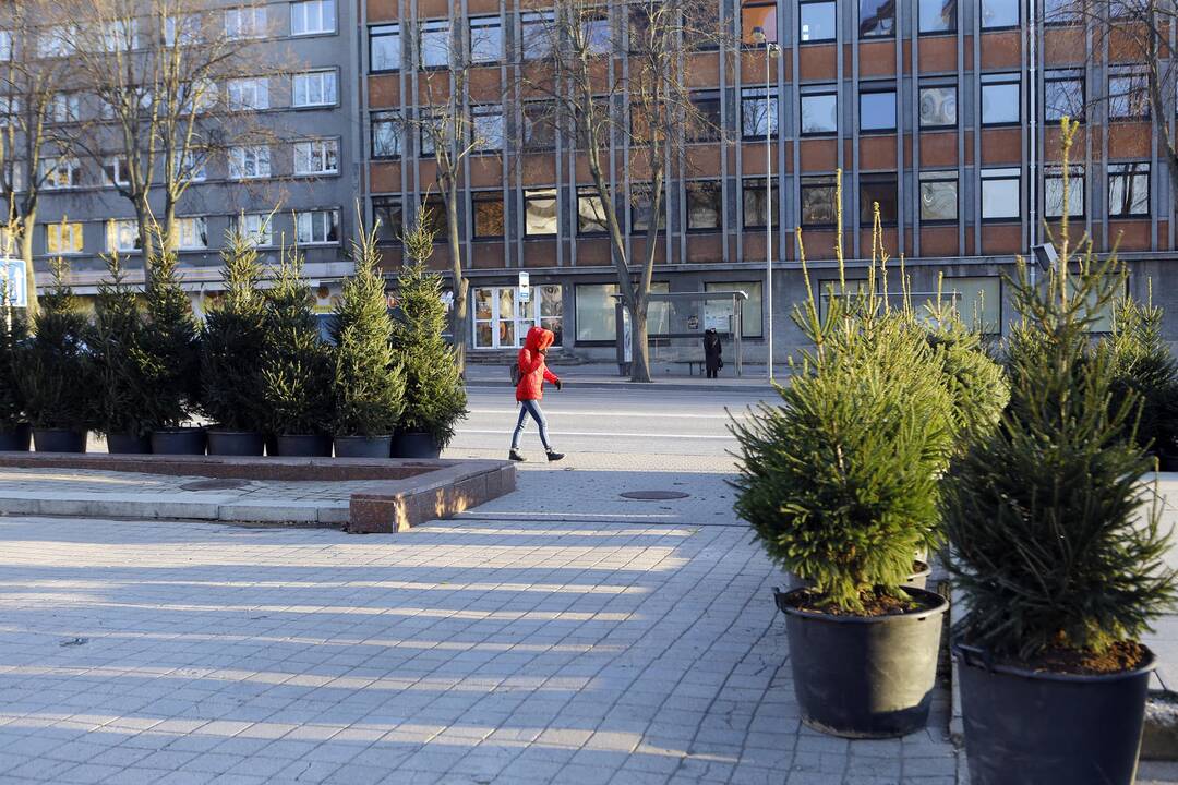 100 eglučių Atgimimo aikštėje puošimas