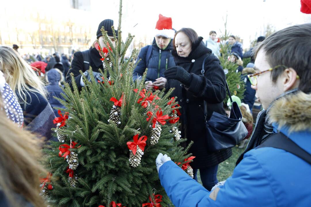 100 eglučių Atgimimo aikštėje puošimas