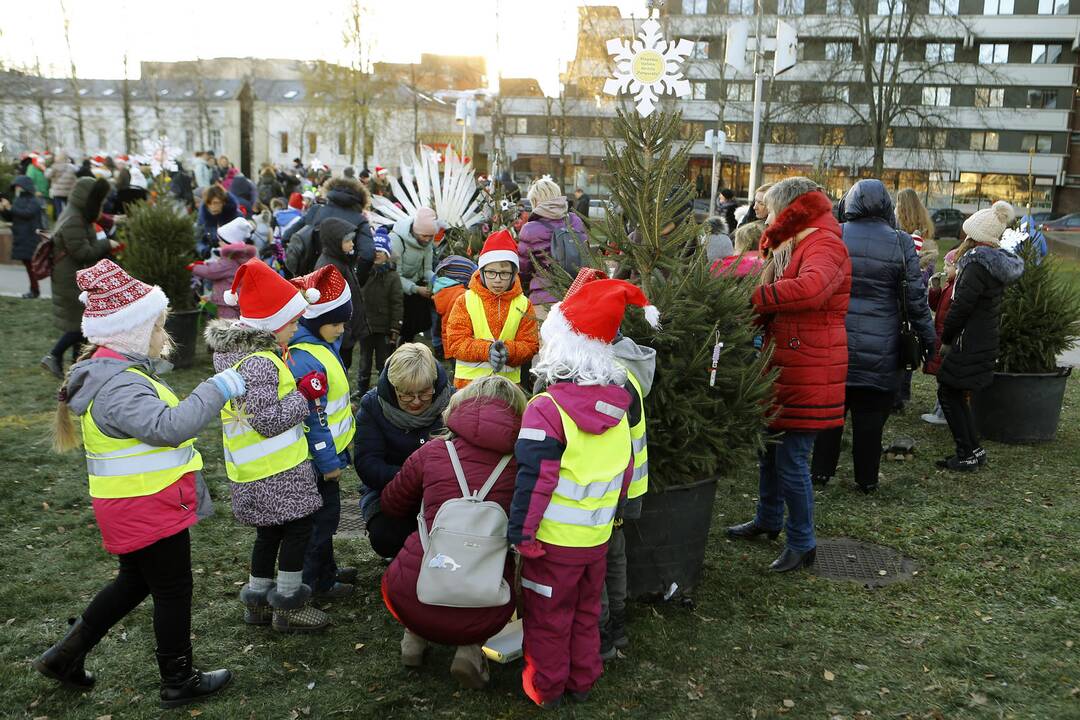 100 eglučių Atgimimo aikštėje puošimas