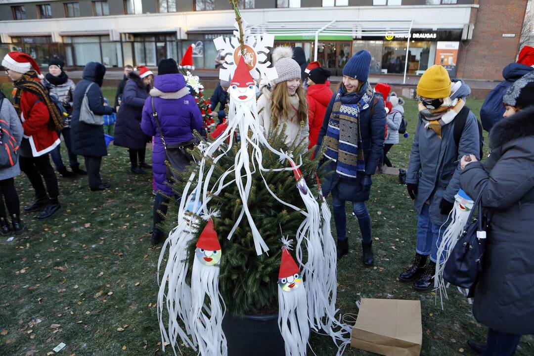 100 eglučių Atgimimo aikštėje puošimas