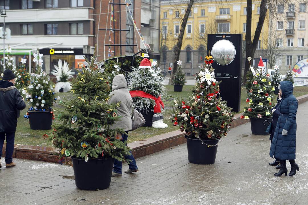 100 eglučių papuošė atgimimo aikštę