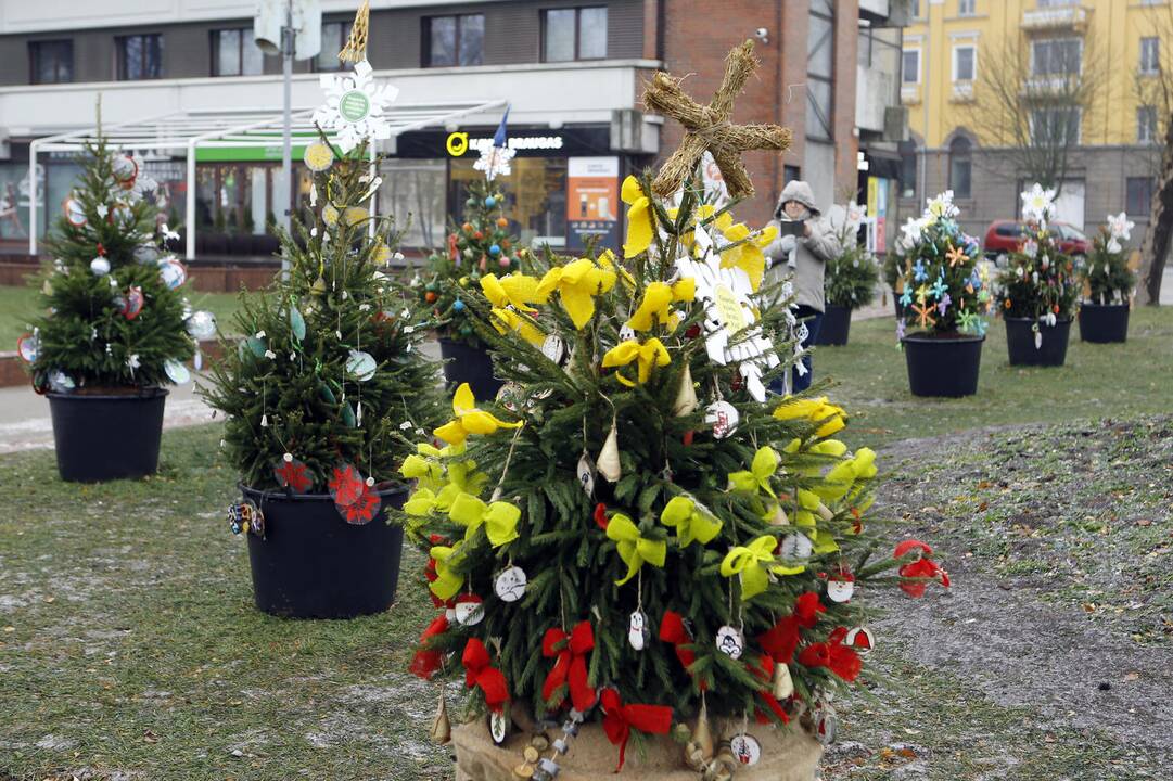 100 eglučių papuošė atgimimo aikštę