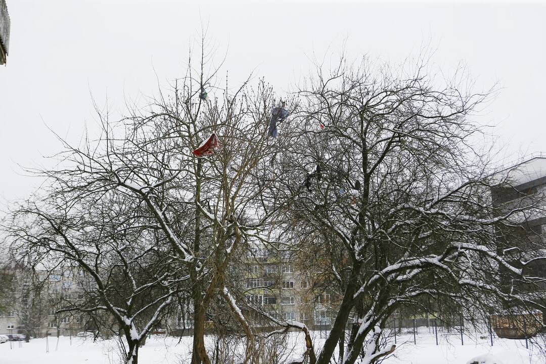 Klaipėdos nakvynės namų aplinka