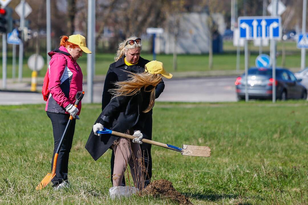 Šimtmečio giraitės sodinimas