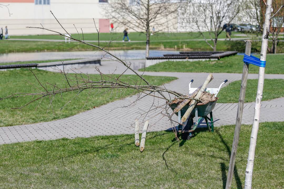 Šimtmečio giraitės sodinimas