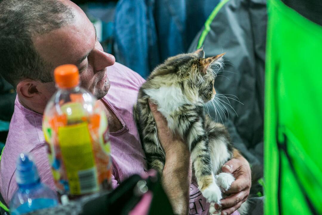 Kačių paroda "Baltic Winner CAT show"