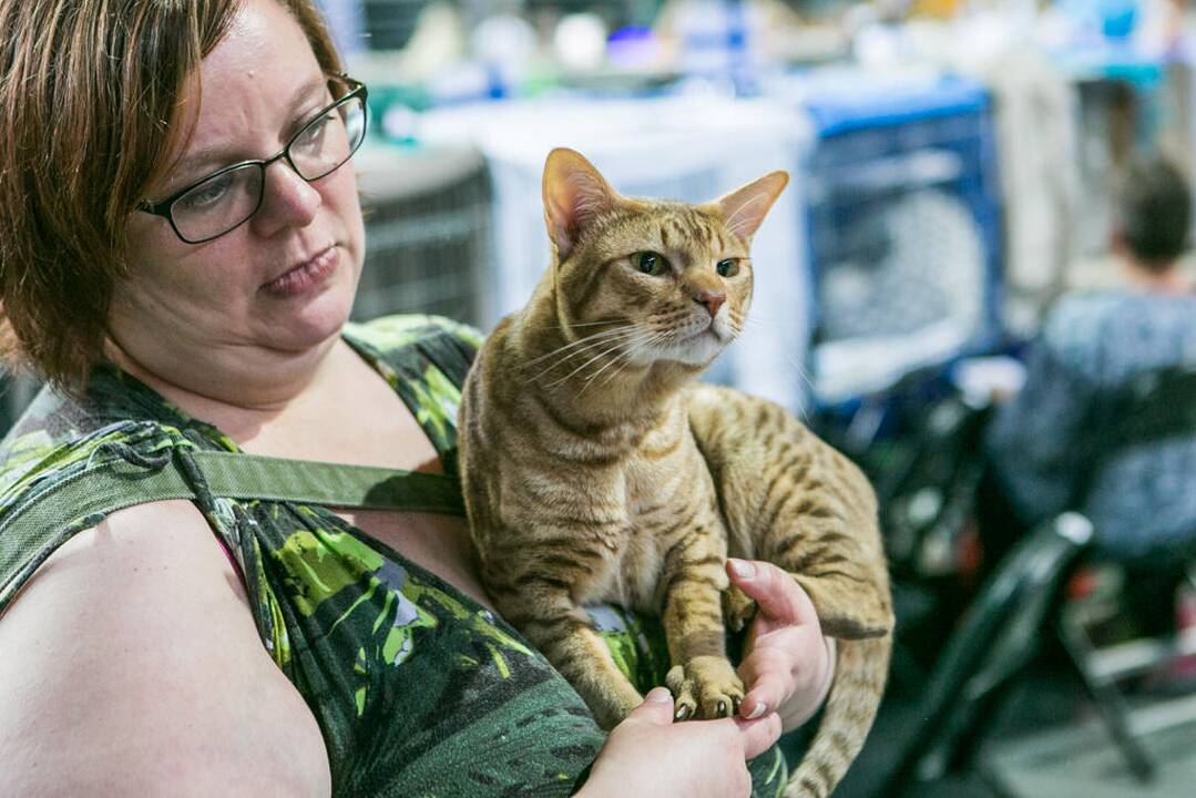 Kačių paroda "Baltic Winner CAT show"