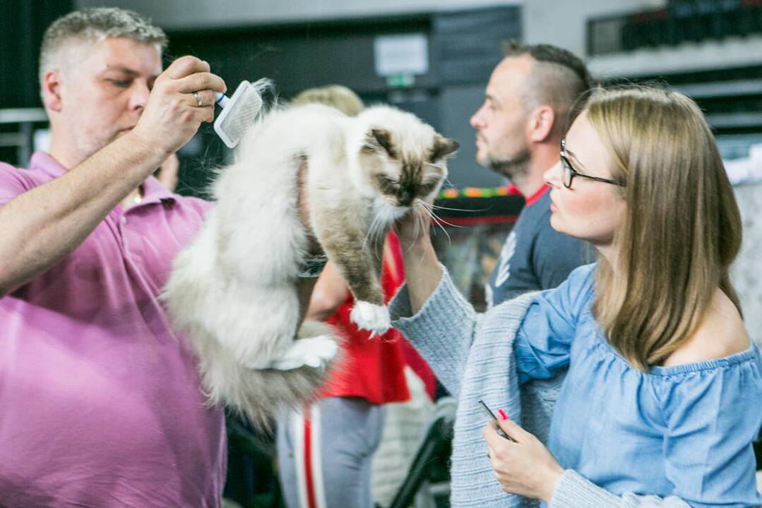Kačių paroda "Baltic Winner CAT show"
