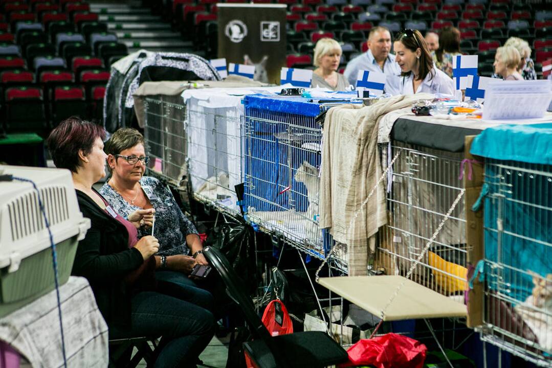 Kačių paroda "Baltic Winner CAT show"