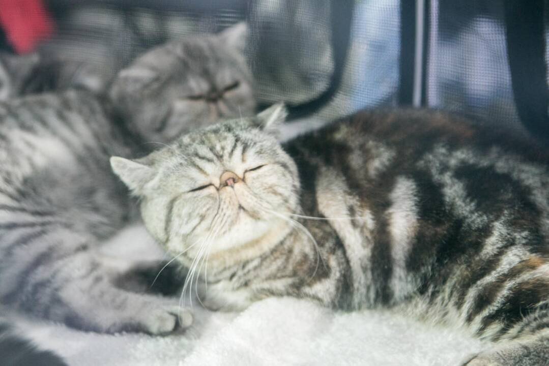 Kačių paroda "Baltic Winner CAT show"