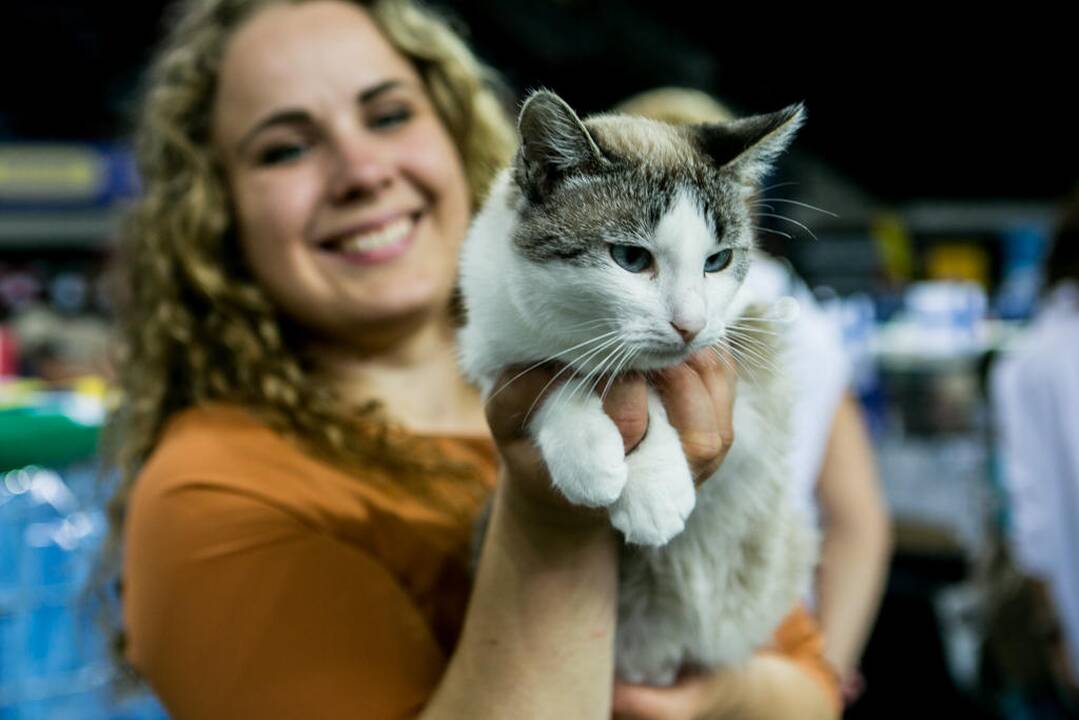 Kačių paroda "Baltic Winner CAT show"