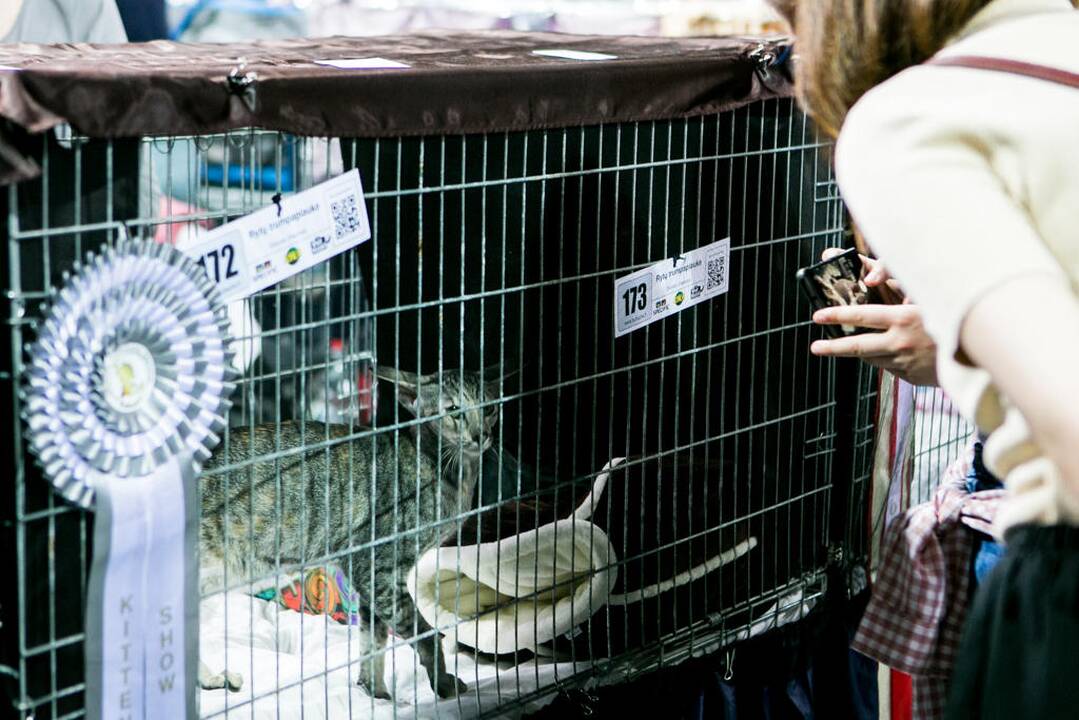Kačių paroda "Baltic Winner CAT show"