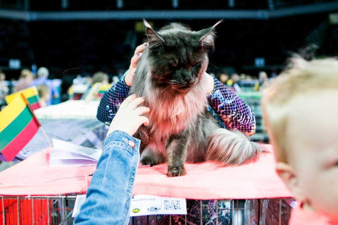 Kačių paroda "Baltic Winner CAT show"
