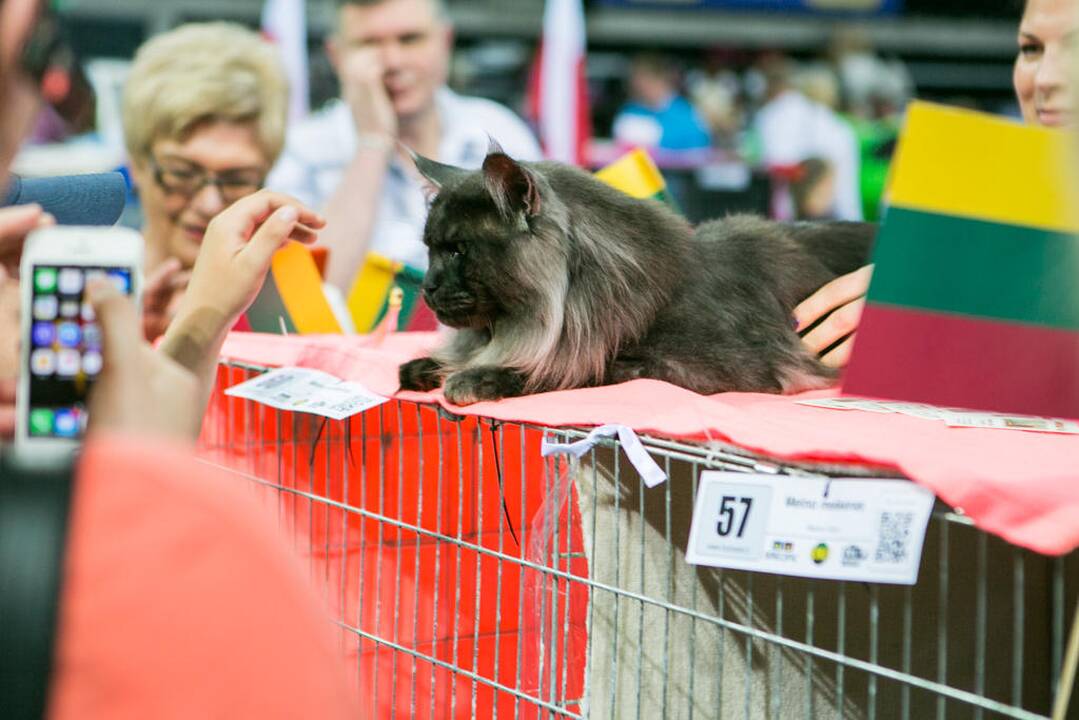 Kačių paroda "Baltic Winner CAT show"