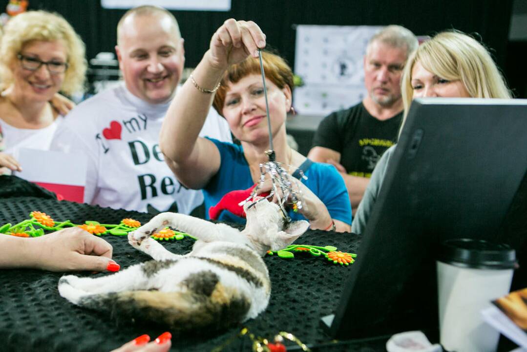 Kačių paroda "Baltic Winner CAT show"
