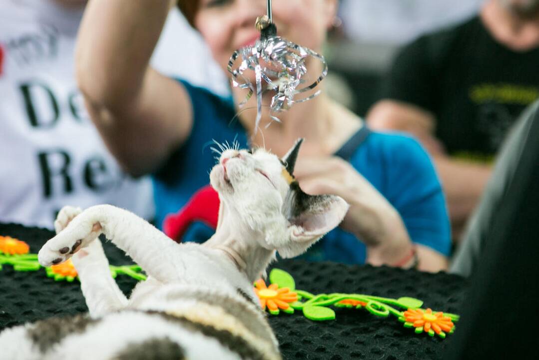 Kačių paroda "Baltic Winner CAT show"