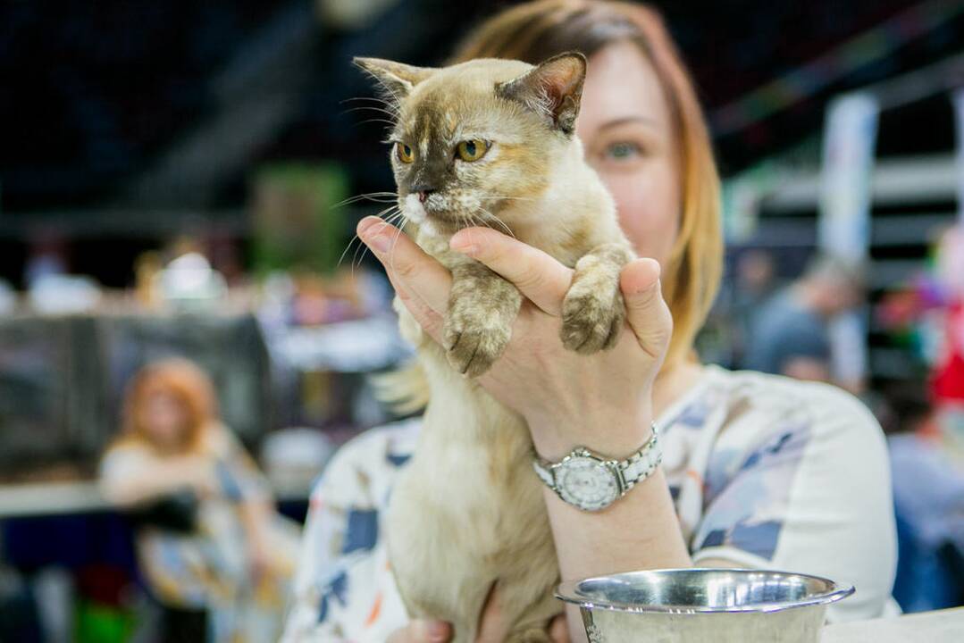 Kačių paroda "Baltic Winner CAT show"