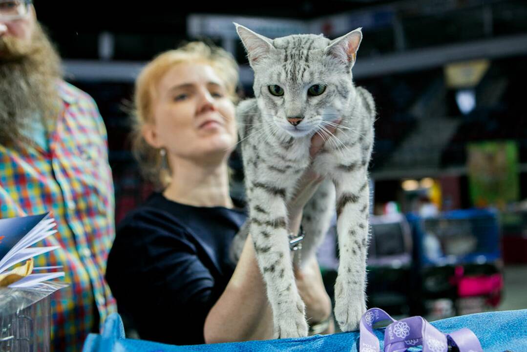 Kačių paroda "Baltic Winner CAT show"