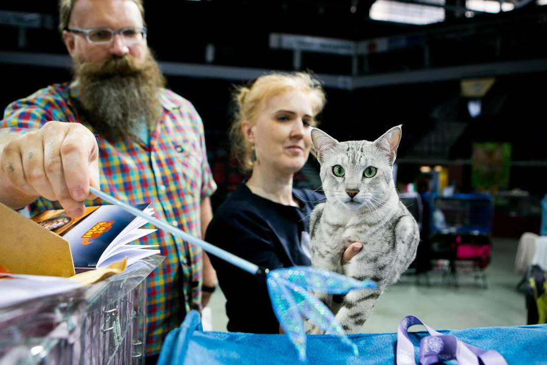 Kačių paroda "Baltic Winner CAT show"
