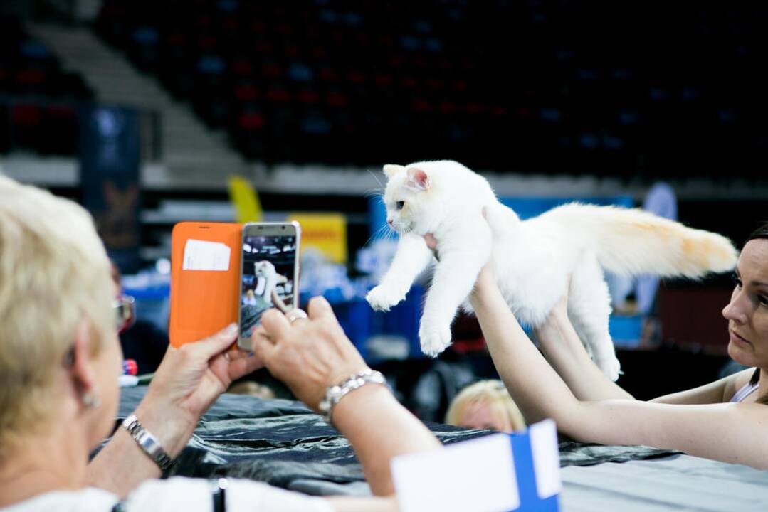 Kačių paroda "Baltic Winner CAT show"