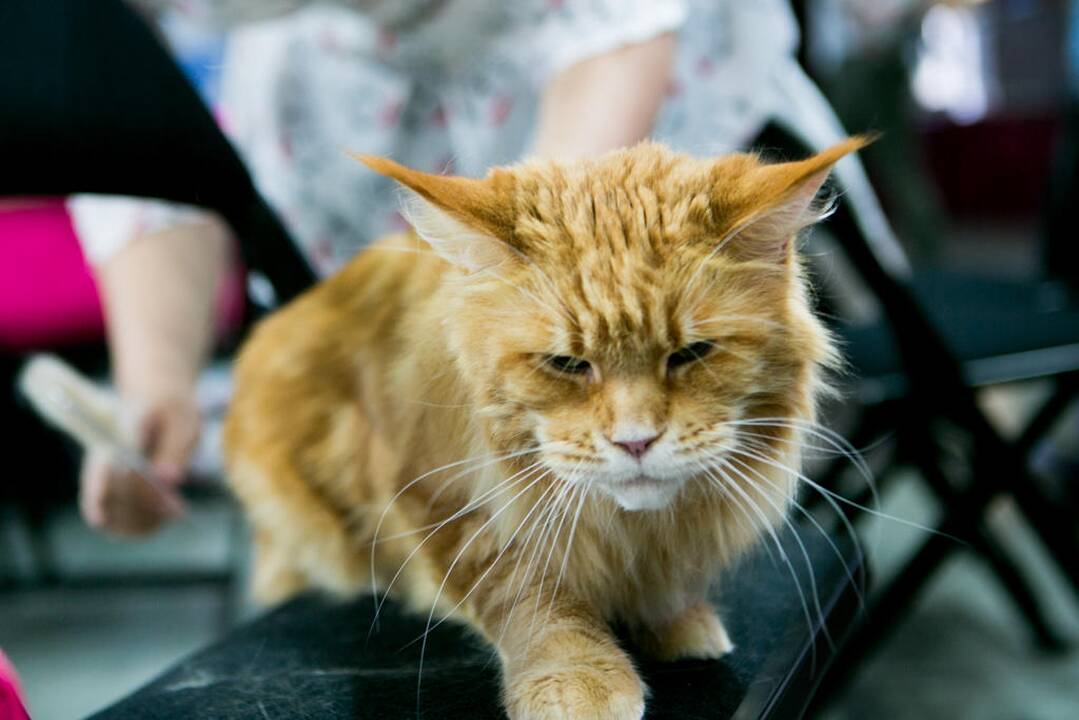 Kačių paroda "Baltic Winner CAT show"