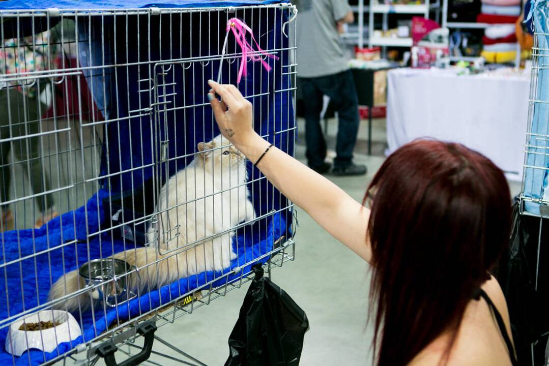 Kačių paroda "Baltic Winner CAT show"