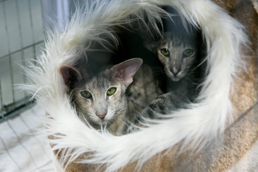 Kačių paroda "Baltic Winner CAT show"