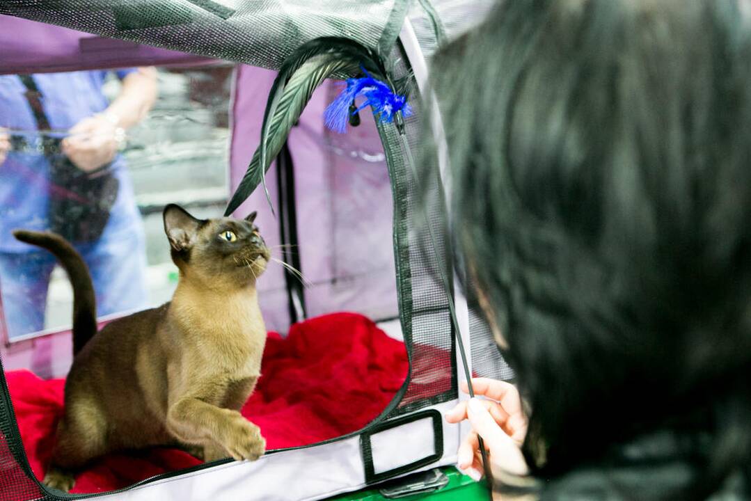 Kačių paroda "Baltic Winner CAT show"